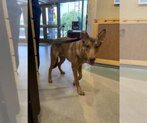 German Shepherd Dog-Unknown Mix Dogs for adoption in Upland, CA, USA