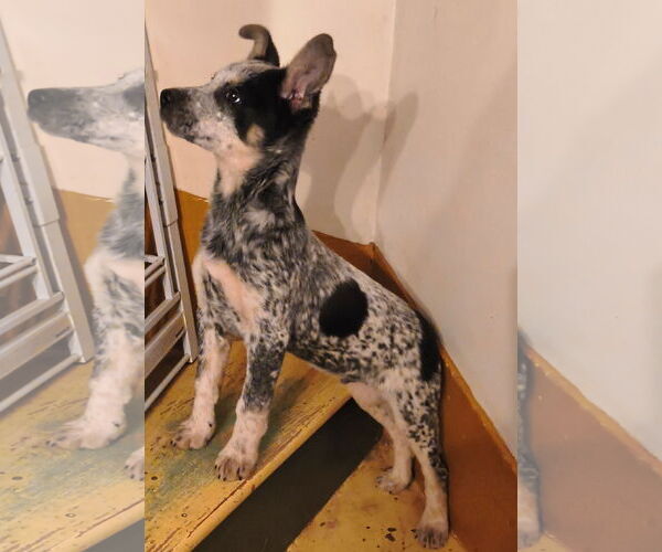 Medium Photo #3 Mutt Puppy For Sale in Garden City, NY, USA