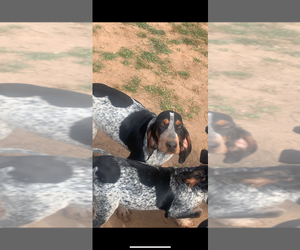 Bluetick Coonhound Puppy for sale in JASPER, GA, USA