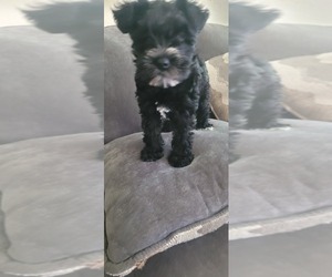Black Russian Terrier Puppy for sale in SACRAMENTO, CA, USA