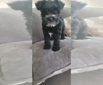 Small Black Russian Terrier