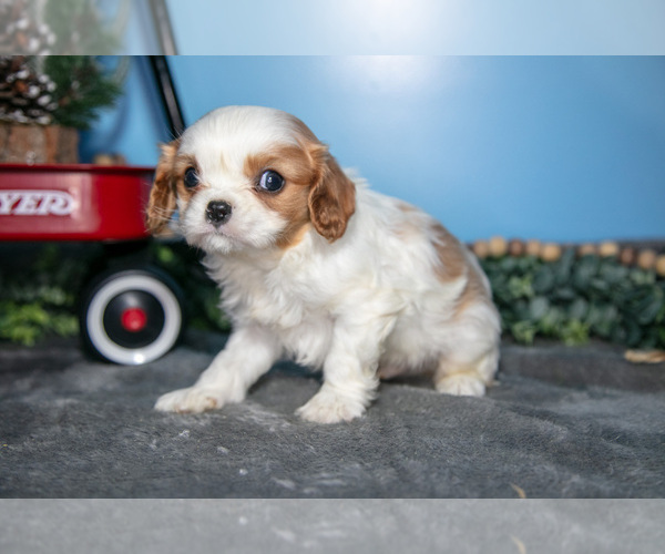 Medium Photo #3 Cavalier King Charles Spaniel Puppy For Sale in MONTGOMERY, MI, USA