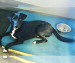 Small #3 Labrador Retriever Mix