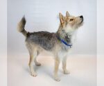 Small #2 Mutt