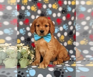 Golden Cavalier Puppy for sale in KIRKWOOD, PA, USA