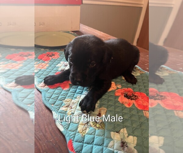 Medium Photo #4 Labrador Retriever Puppy For Sale in PIERSON STATION, IL, USA