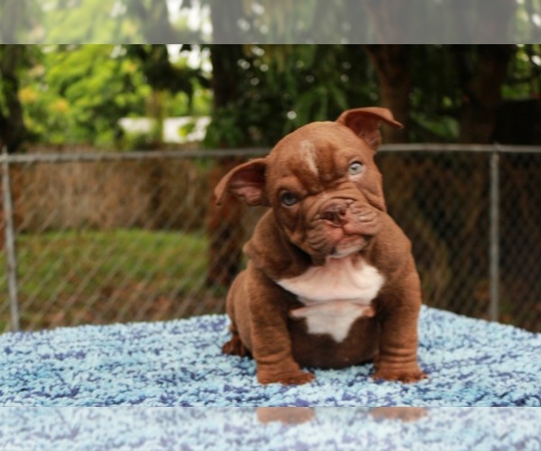 Medium Photo #1 American Bully Puppy For Sale in MIAMI, FL, USA