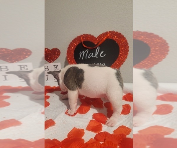 Medium Photo #3 French Bulldog Puppy For Sale in NORTHLAKE, TX, USA