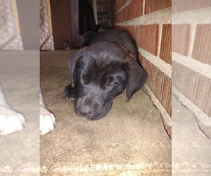 Alaskan Malamute-Great Dane Mix Puppy for sale in INDIANAPOLIS, IN, USA