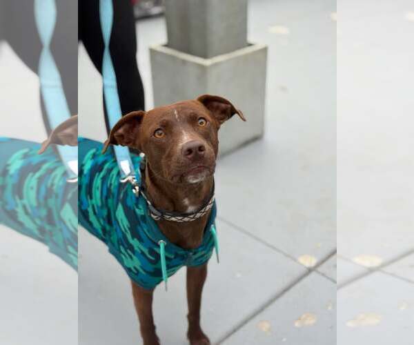 Medium Photo #3 Chocolate Labrador retriever-Unknown Mix Puppy For Sale in Visalia, CA, USA
