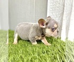 Small Photo #35 French Bulldog Puppy For Sale in JACKSONVILLE, FL, USA
