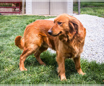 Small Photo #1 Golden Retriever Puppy For Sale in WAKARUSA, IN, USA