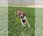 Small #1 American Staffordshire Terrier