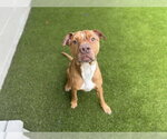 BUDDHA - Male Mutt Dog for Adoption - Small photo