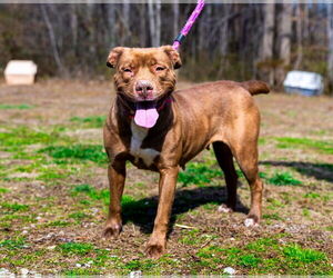 American Pit Bull Terrier Dogs for adoption in Sparta, TN, USA