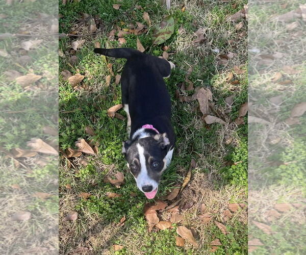 Medium Photo #2 Mutt Puppy For Sale in Mobile, AL, USA