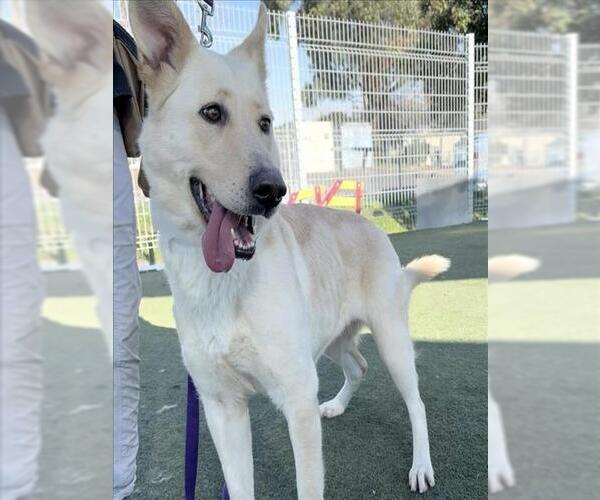 Medium Photo #1 Shepradors Puppy For Sale in Martinez, CA, USA