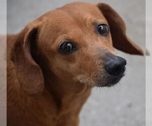 Dachshund Dogs for adoption in Shelbyville, TN, USA