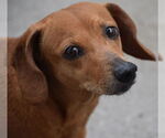 Small Dachshund