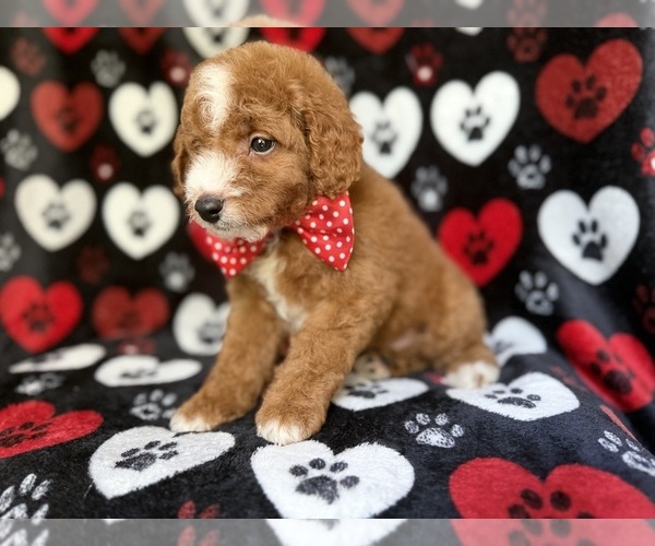 Medium Photo #3 Cavapoo Puppy For Sale in LAKELAND, FL, USA