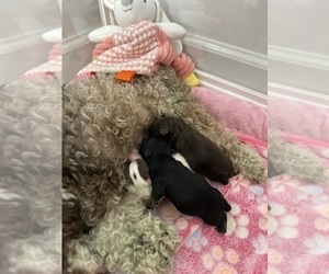 Poodle (Toy)-Yorkshire Terrier Mix Litter for sale in WASHINGTON COURT HOUSE, OH, USA