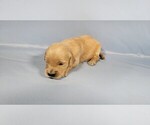 Small #7 Golden Retriever