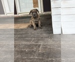 Small Photo #3 Cane Corso Puppy For Sale in GRAND PRAIRIE, TX, USA