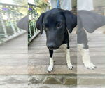 Small #2 Border Collie Mix
