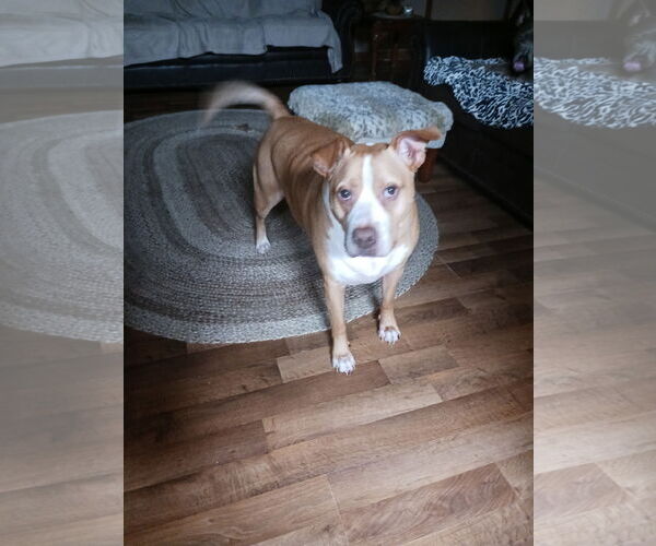 Medium Photo #4 Staffordshire Bull Terrier-Unknown Mix Puppy For Sale in Harrison, AR, USA