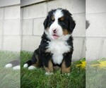 Small #3 Bernese Mountain Dog