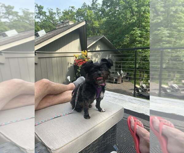 Medium Photo #5 Poodle (Miniature)-Unknown Mix Puppy For Sale in Mundelein, IL, USA