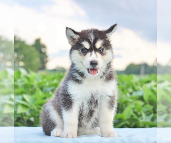 View Ad: Siberian Husky Puppy for Sale near In France