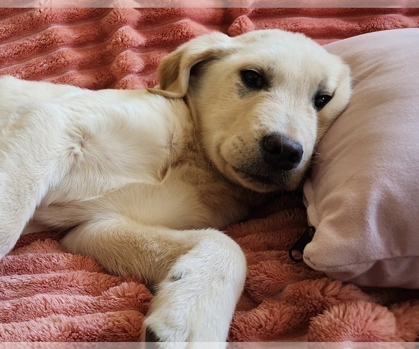 Medium Photo #2 Golden Labrador Puppy For Sale in SAYRE, PA, USA