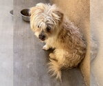 Small Maltipoo (Miniature)