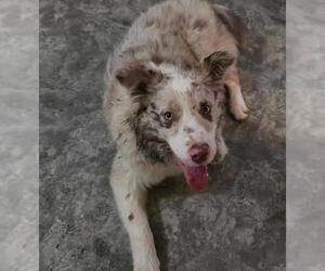 Australian Shepherd Dogs for adoption in San Antonio, TX, USA