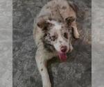BEN KENOBI - Male Australian Shepherd Dog for Adoption - Small photo