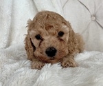Small Photo #4 Cock-A-Poo Puppy For Sale in CONCORD, NC, USA
