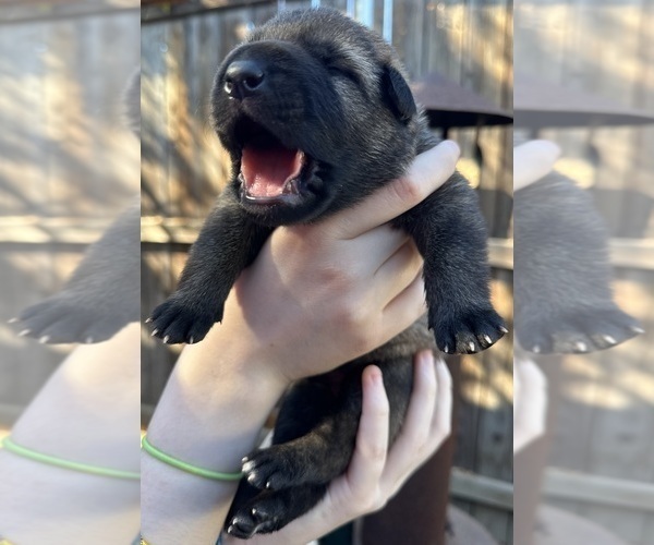 Medium Photo #6 German Shepherd Dog Puppy For Sale in LAKE ELSINORE, CA, USA