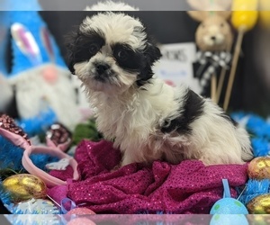 Zuchon Puppy for sale in KNOXVILLE, TN, USA