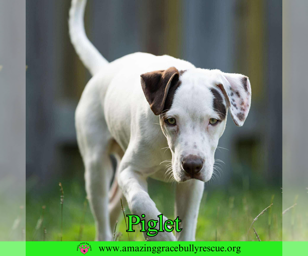 Medium Photo #8 Jack Russell Terrier-Unknown Mix Puppy For Sale in Pensacola, FL, USA