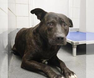American Staffordshire Terrier-Unknown Mix Dogs for adoption in San Antonio, TX, USA
