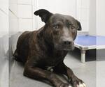 Small American Staffordshire Terrier Mix