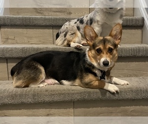 Mother of the Pembroke Welsh Corgi puppies born on 12/12/2022