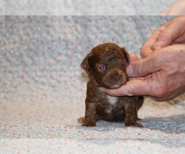 Medium Photo #7 Poodle (Toy) Puppy For Sale in DYERSBURG, TN, USA