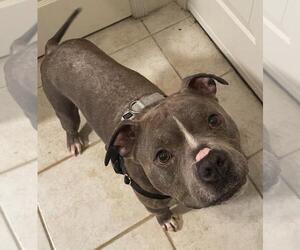 American Pit Bull Terrier Dogs for adoption in Derwood, MD, USA