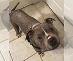 *IGOR - Male American Pit Bull Terrier Dog for Adoption - Small photo