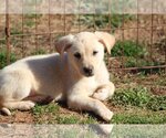 Small Photo #5 Australian Retriever Puppy For Sale in McDonough, GA, USA
