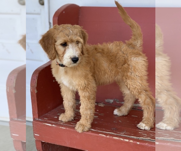 Medium Photo #1 Irish Doodle Puppy For Sale in WOOSTER, OH, USA