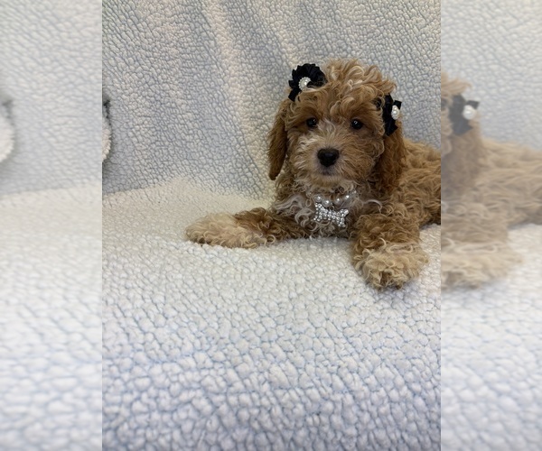 Medium Photo #1 Goldendoodle mix (+ Poodle Miniature) Puppy For Sale in RANDOLPH, MA, USA