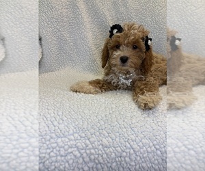 Goldendoodle mix (+ Poodle Miniature) Puppy for sale in RANDOLPH, MA, USA